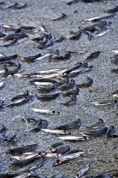 Photo: Spawning Capelin Picture
