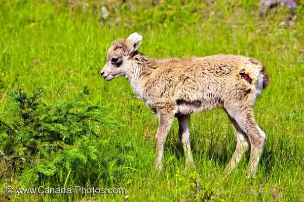 Photo: Spring Big Horn Sheep Lamb Banff NP