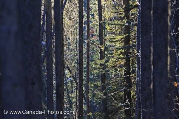 Photo: Sunlight Winter Forest Banff National Park