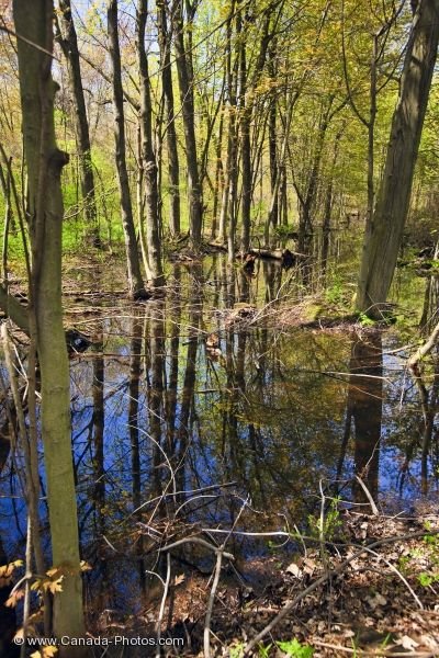 Photo: Swamp Reflections Woodland Trail Point Pelee National Park