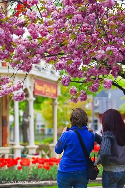 Photo: Tourists admire colorful Tulips historic Prince of Wales Hotel Niagara on the Lake